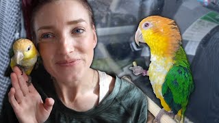 MY FIRST DAY WITH WIDGET THE WHITE BELLIED CAIQUE (So Much Progress!!)