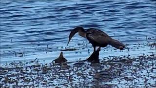 anhinga getting mad