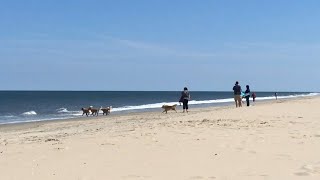 Dog Party at Dewey Beach