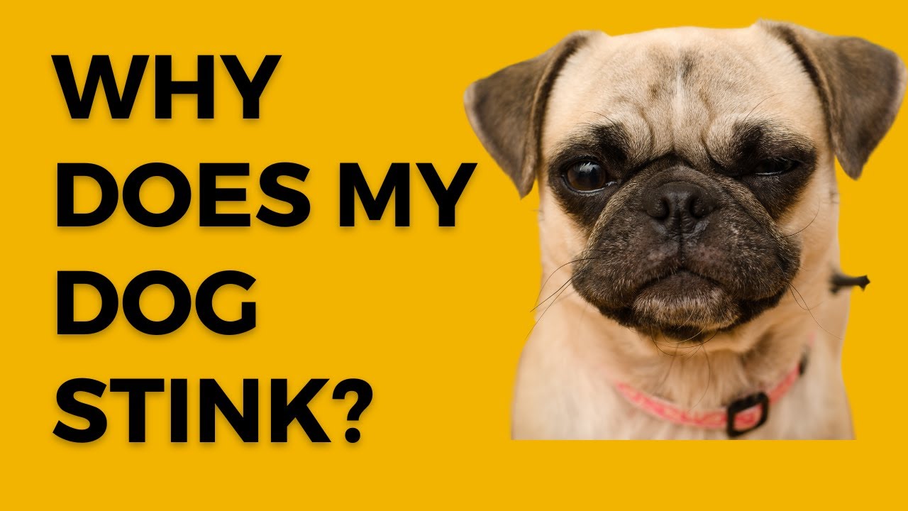 Why Does My Dog Stink? YouTube
