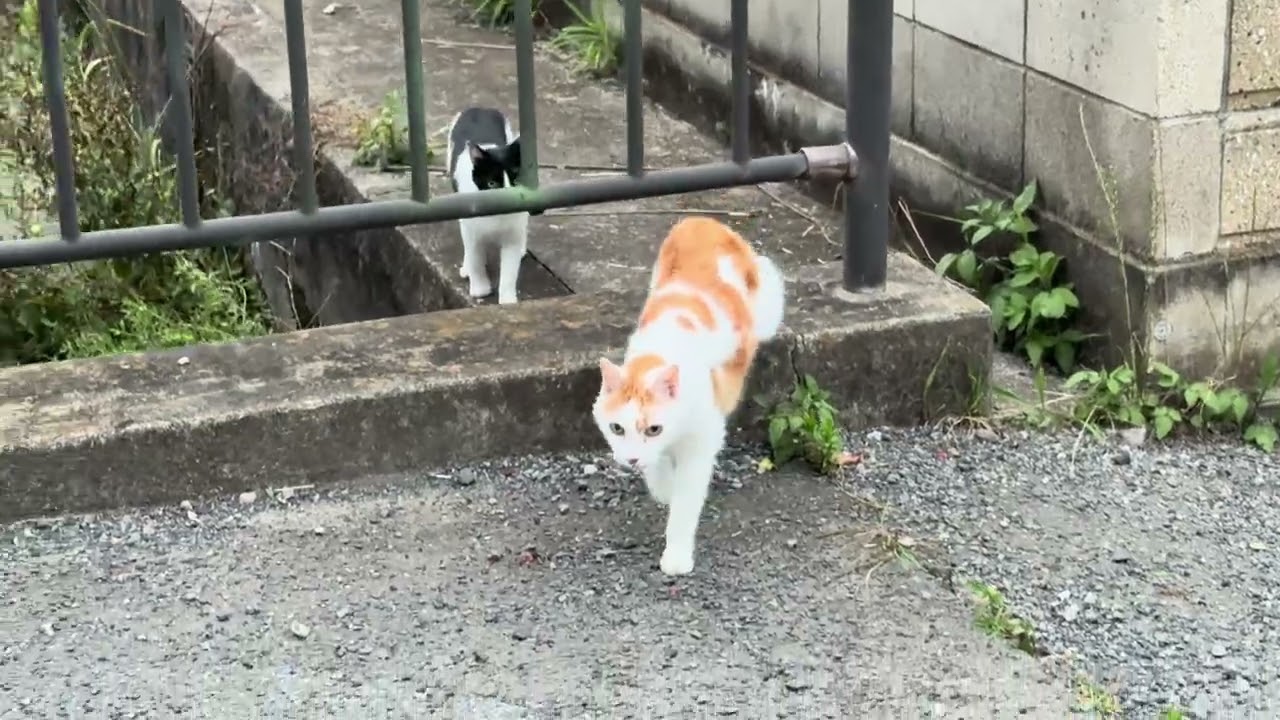 2026/6/24 猫 - YouTube
