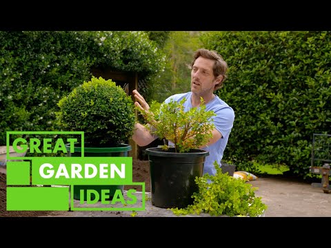 Video: Keeping small topiaries in the home – how to grow an indendørs topiary