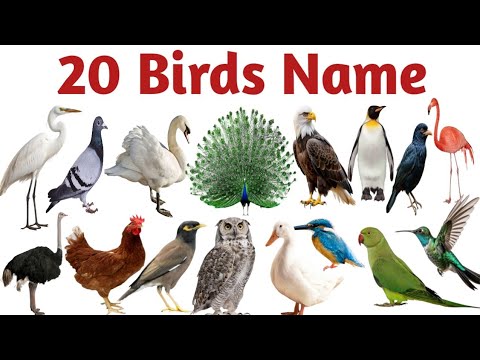  20 पक्षियों के नाम हिंदी और अंग्रेजी में/20 Birds Name In Hindi And English 