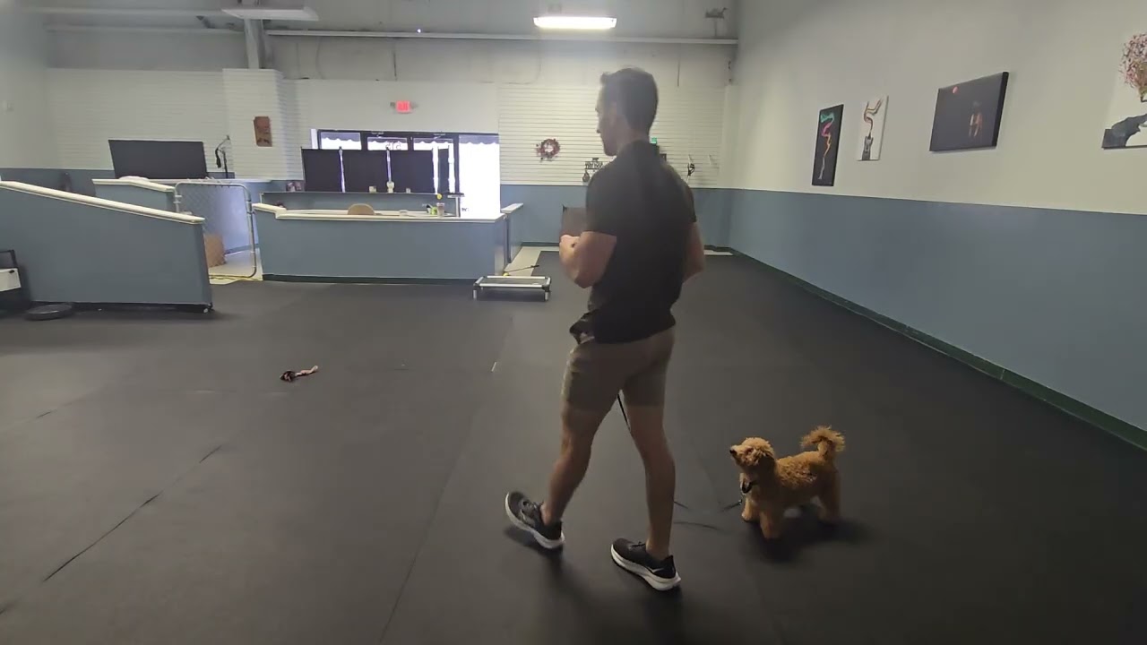 Teddy sit stay and walk