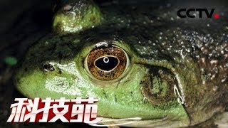 《科技苑》稻田里请来赚钱的帮手 20180719 | CCTV农业