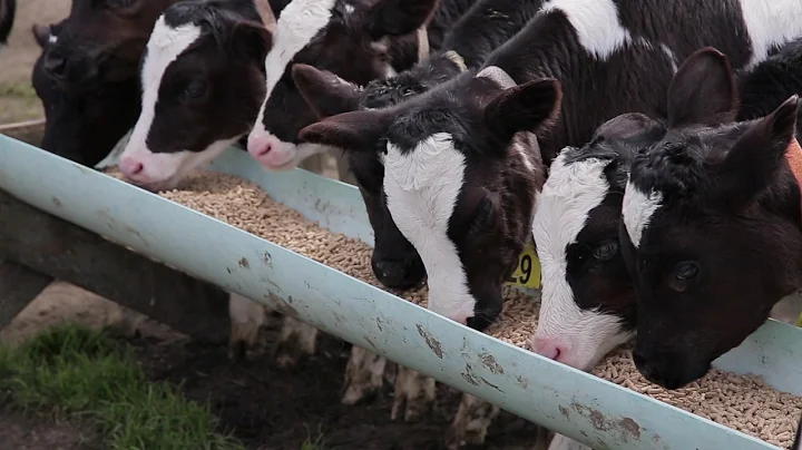 Part 16 - Weaning, Hard Feed and Reaching Weight Targets