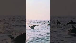 Spinner Dolphins Leaping at Sunrise in Sri Lanka