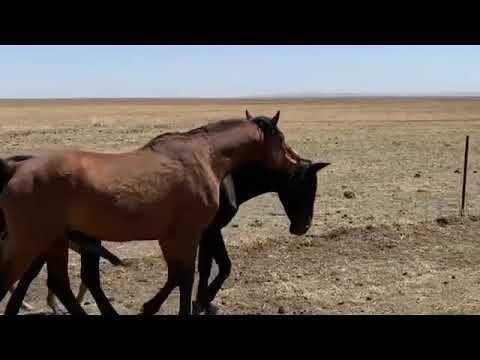 Horses walking for the first time | Horse  cross the horses | Animals info healthy life