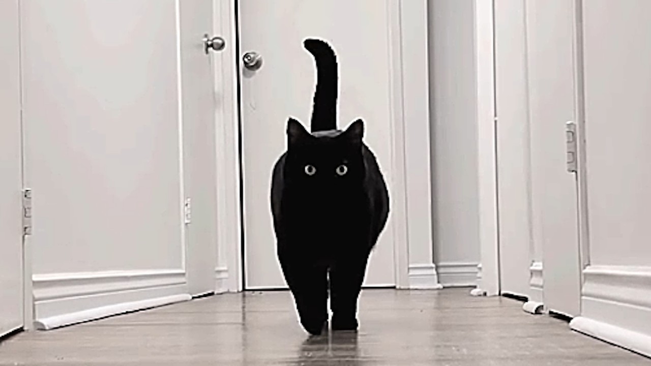 Meet Charlie, a 'big boned' black cat that'll steal your heart