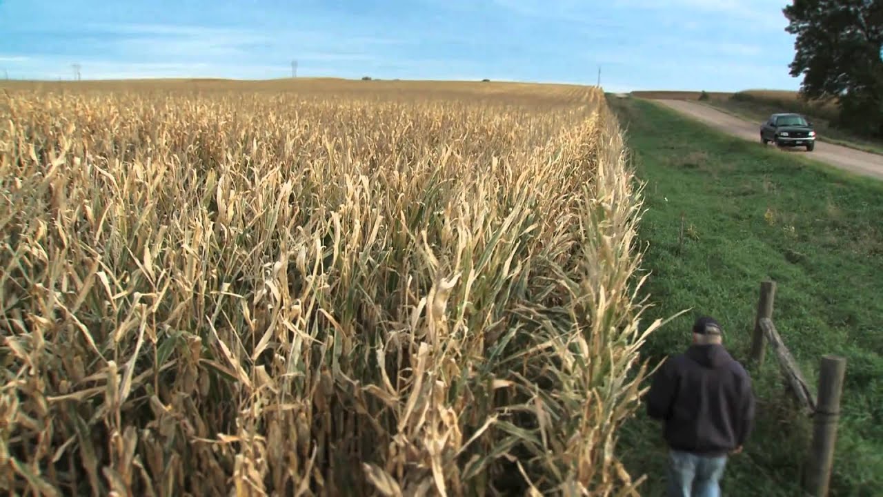 e1550 SDCG 1210 01 corn 1080p ProRes422