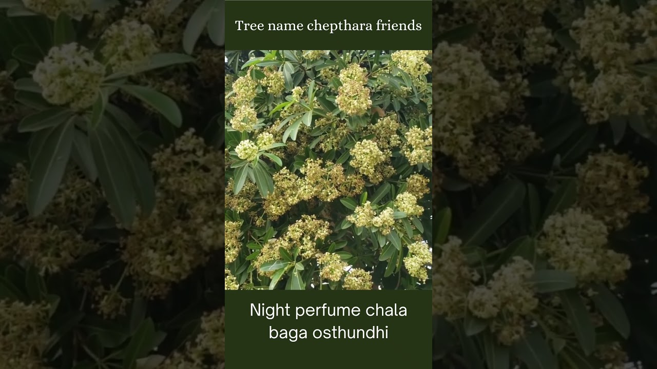 winter night perfume tree ☝☝