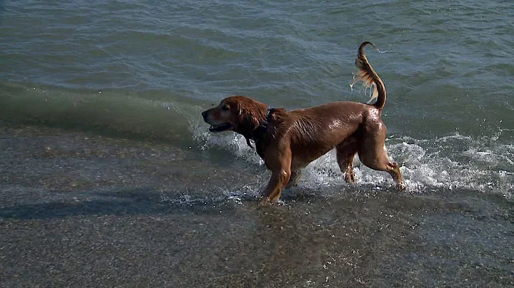 Hundreds take the Polar Plunge at Milwaukee`s Bradford Beach