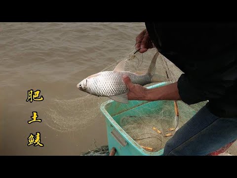 广东灌溉河肥土鲮泛滥没人要,一条就有两斤,近距离看抓获过程 YouTube