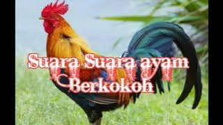 Suara ayam Jantan Berkokok