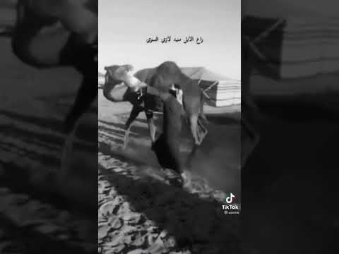 يدرب الناقه على الحلب