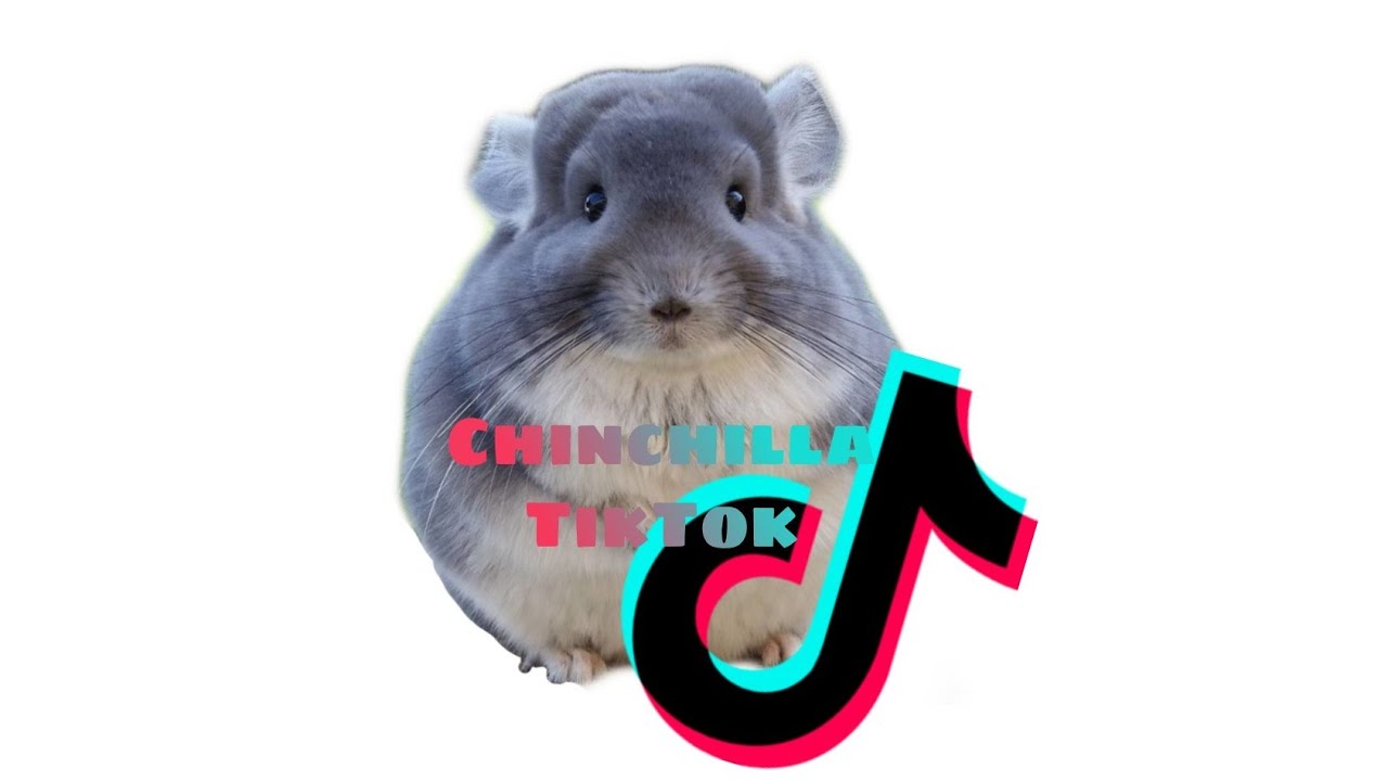 Chinchilla TikTok Compilation Animal Compilation YouTube