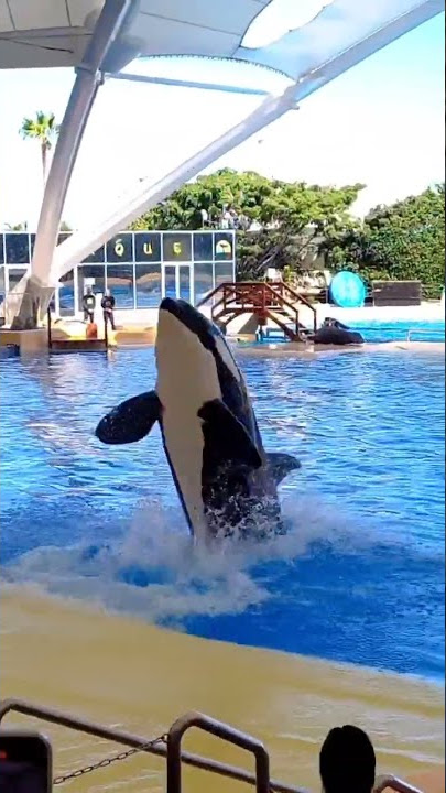 Ballena Saltando 😲 #orca #ballena
