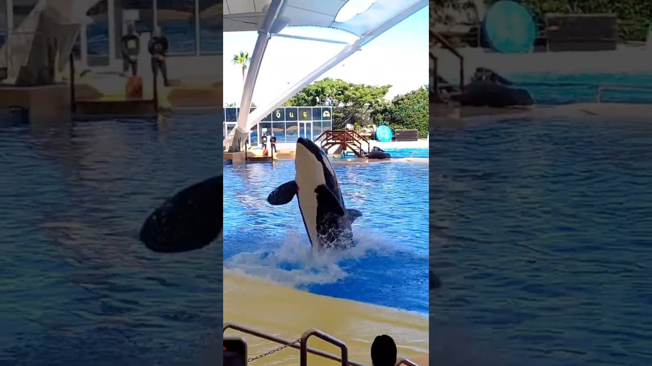 Ballena Saltando 😲 