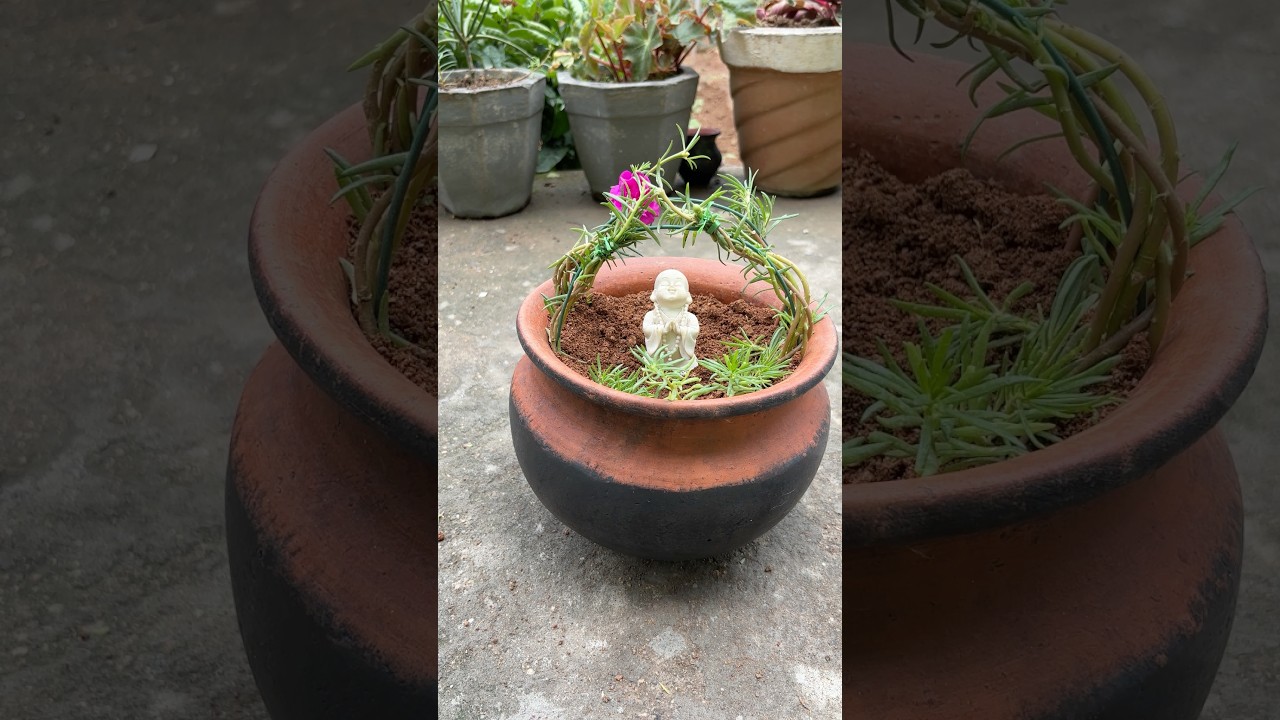 Decorate a portulaca plants and flowers #shorts #viral #portulaca #garden #plants