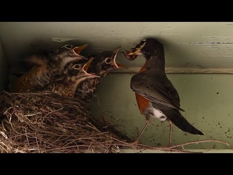 Life Cycle of a Robin: Egg to Fledgling