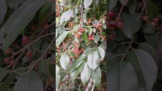 Nanking Cherry @Worlds Best Garden Compost Tea Pond$BANK$Garden center of 250 tons Birds Nest Fence.