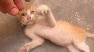 nice cat 🐈 by ANIMAL TUBE 324 views 4 months ago 25 seconds