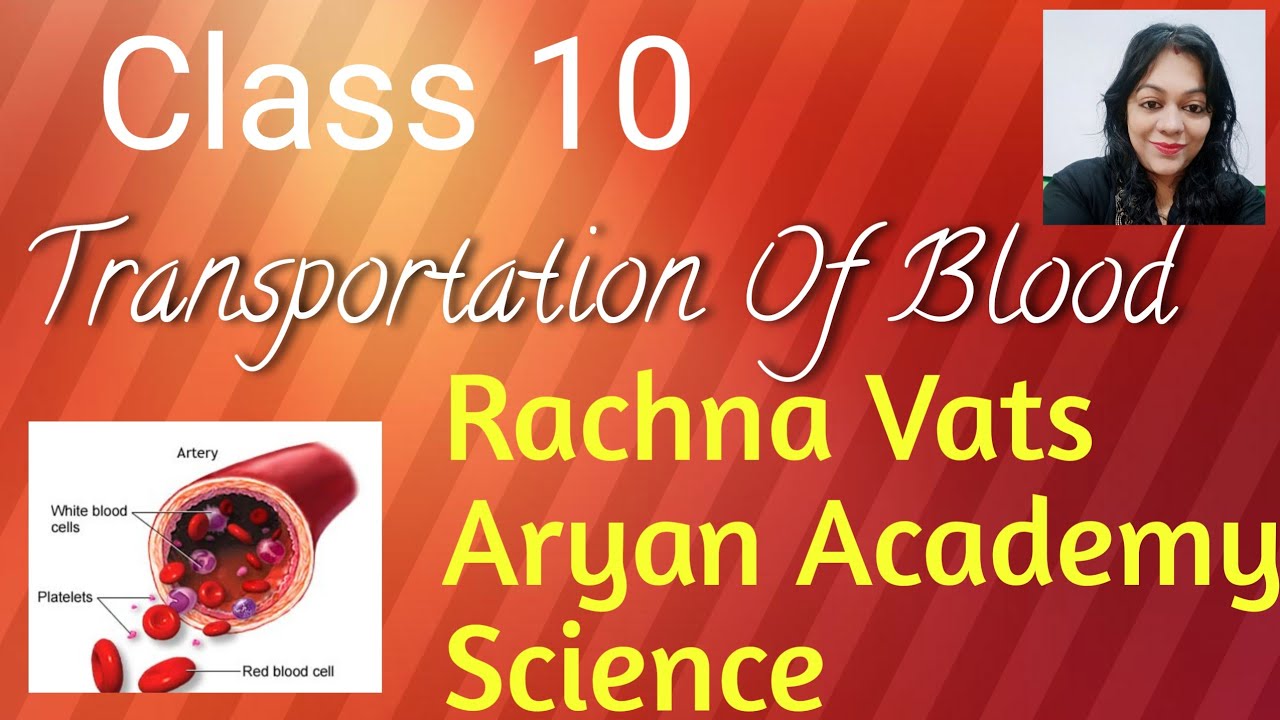 Class 10 Transportation Biology YouTube
