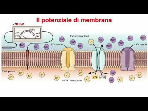 Video: Che tipo di meccanismo di trasporto rappresenta la pompa sodio potassio?