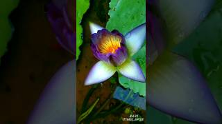 Hubrid waterlily ?? waterlily nature timelapse flowers srilanka Beautiful flower  lotus