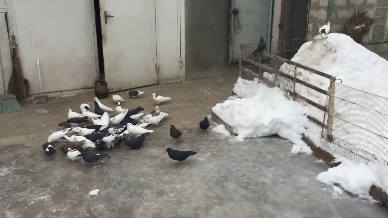 #Pigeons.Что делать если клюв у голубей растёт. 