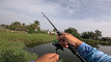 Câu lure cá lóc ở cù lao Hoà Minh, gặp nhiều em nhỏ cùng đam mê câu cá