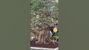 Nhiều cây cội đẹp độc lạ, tại triển lãm sinh vật cảnh Quy Nhơn- Gia Lai mở rộng. Mời cả nhà xem kênh