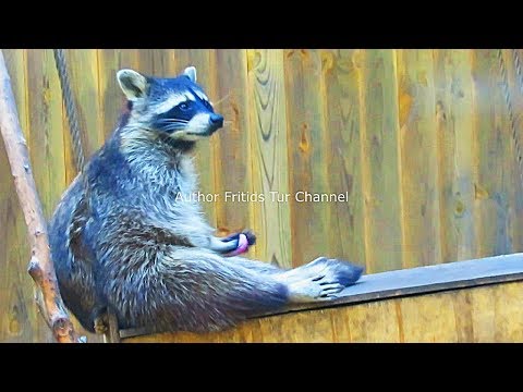 Mastrubation animal - funny raccoon - YouTube