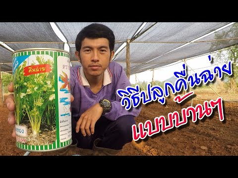 วิธีปลูกผักคื่นฉ่ายแบบบ้านๆ (ตอนที่ 3)