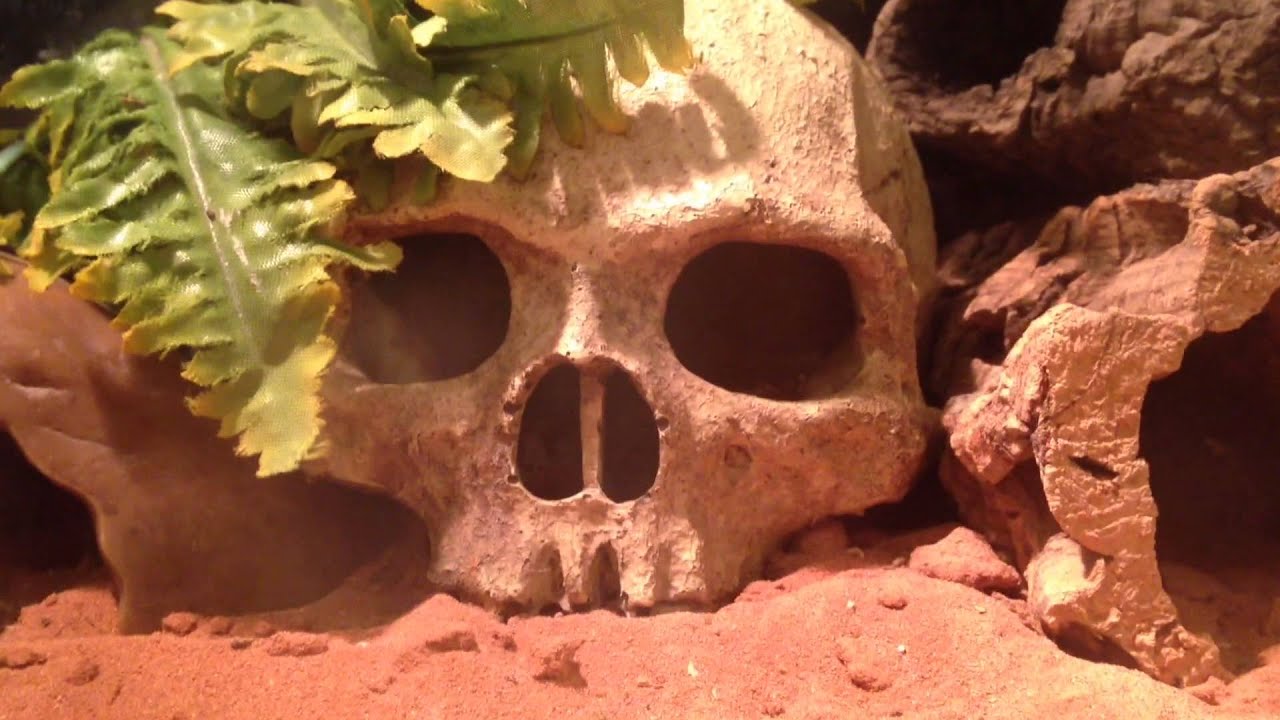 Japan Herping Chanel summer contest 2015  my leopard geckos