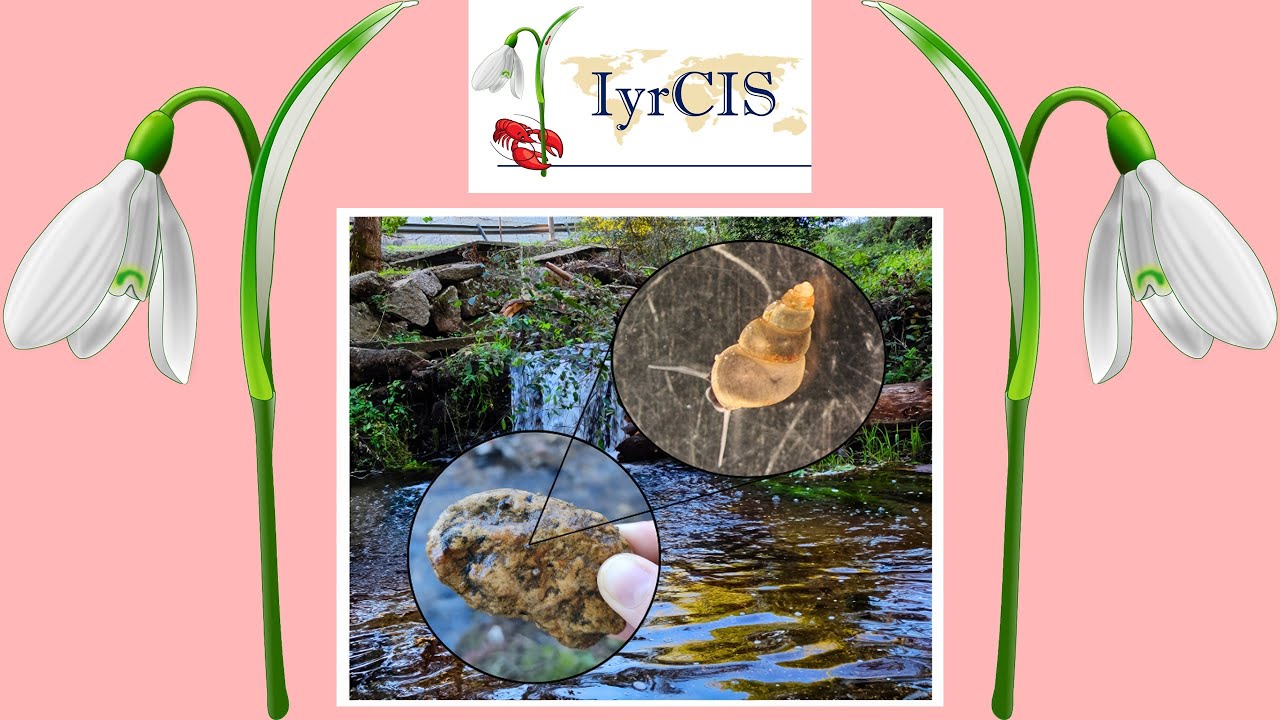 𝙋𝙤𝙩𝙖𝙢𝙤𝙥𝙮𝙧𝙜𝙪𝙨 𝙖𝙣𝙩𝙞𝙥𝙤𝙙𝙖𝙧𝙪𝙢 - A proteomic study on salinity tolerance in the New Zealand mud snail