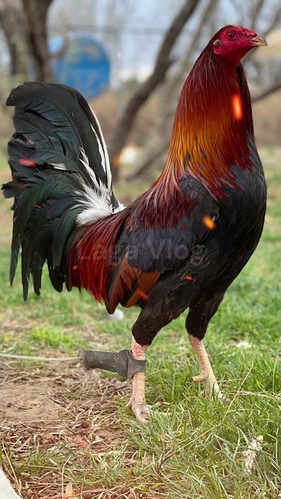 5 gamefowl breeds could make you rich!
