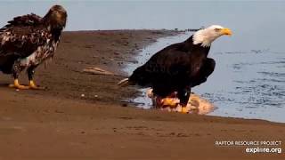 Mississippi River Flyway Cam :Sub Adult Caught a Big Fish (Carp)