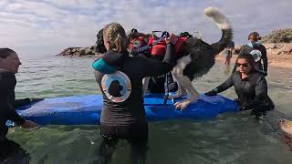 Ulka sur le paddle peut être un peu juste pour elle