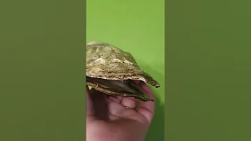 Устрица живая или мертвая??
