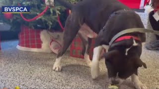 Dogs at Brandywine SPCA celebrate Thanksgiving potluck