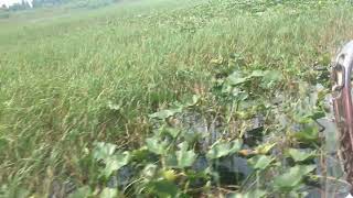 Tailgatepro Airboat In Boggy Creek Pt 4