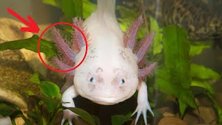 How To Know If An Axolotl Is Sick - Red Flags That You Should Never Ignore