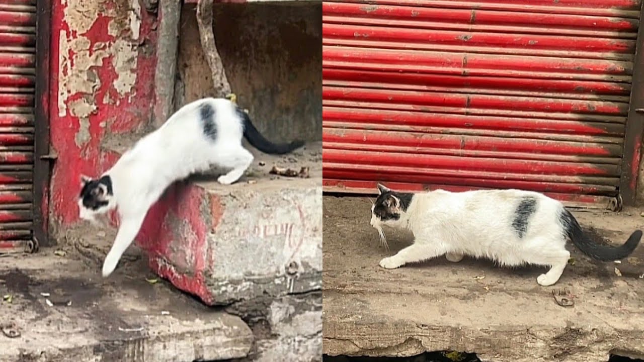 Why don't people help these stray cats?