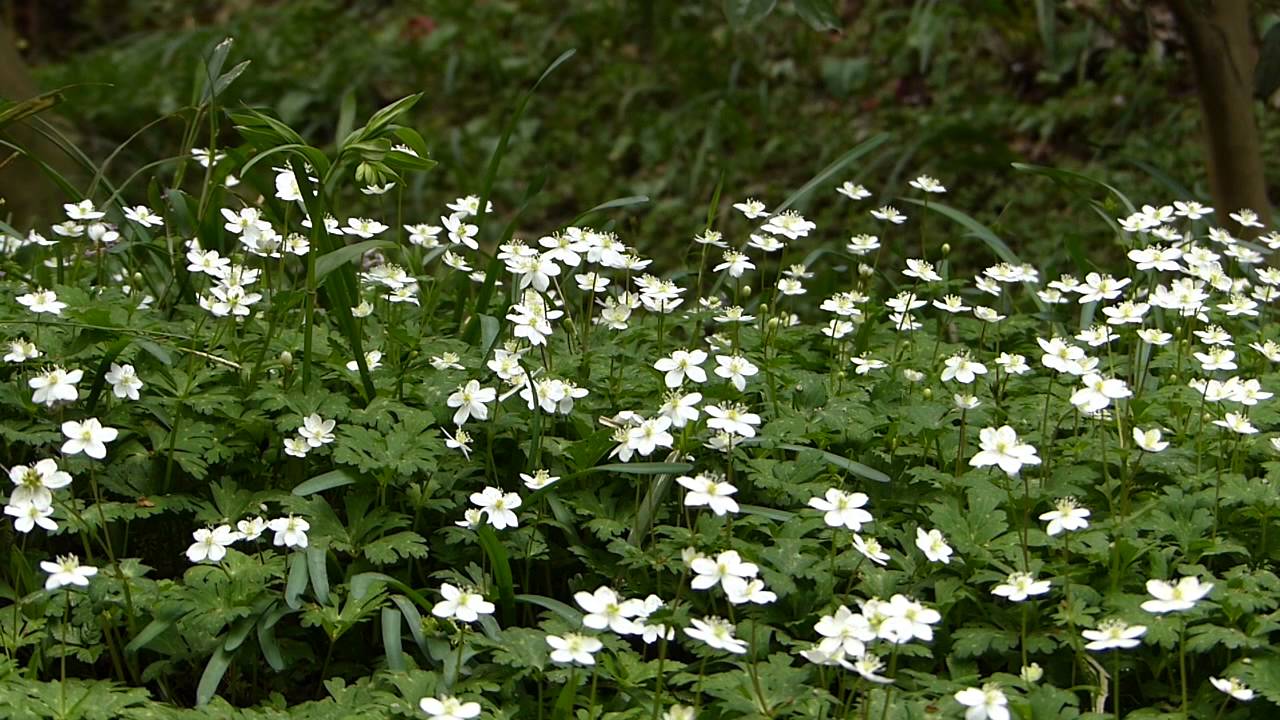 ニリンソウとイチリンソウ Youtube