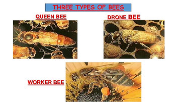 4 EVS # CH. 5 Anita and the Honeybees #Type of honeybees