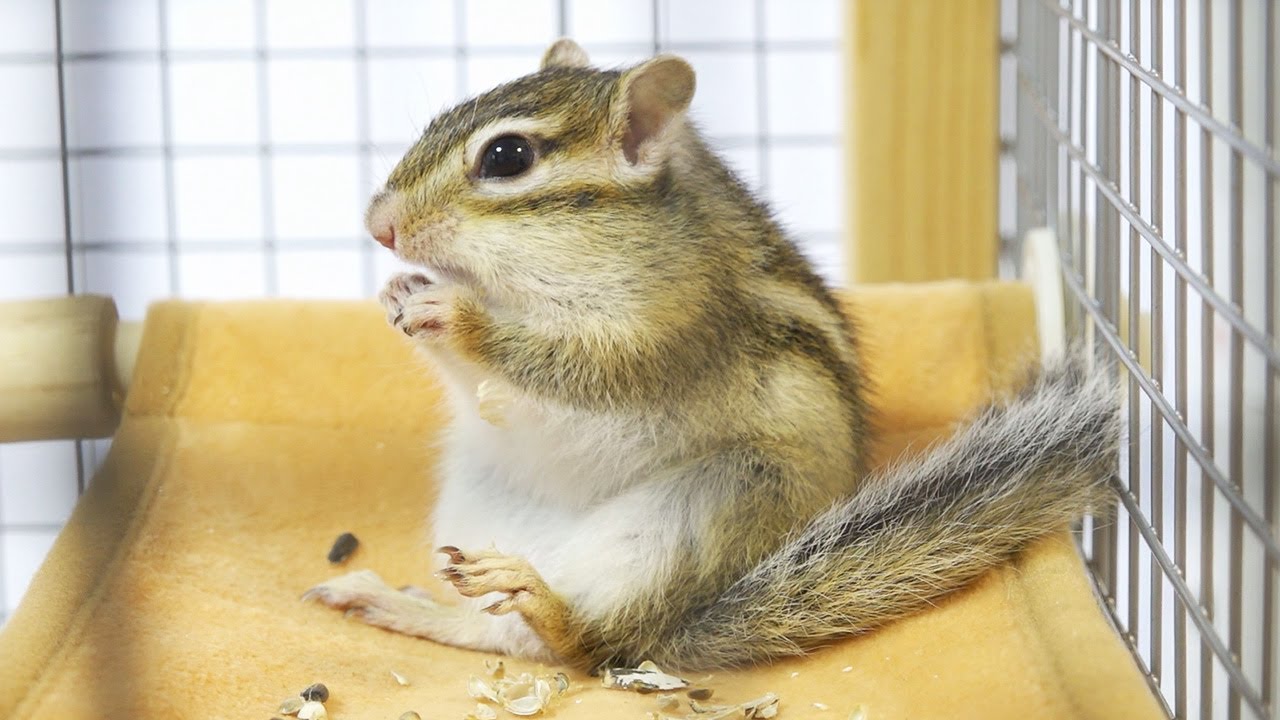 西野妙子/リズム・ジャム ワーナーミュージック・ジャパン・デジタル・アーカイブ「RHYTHM