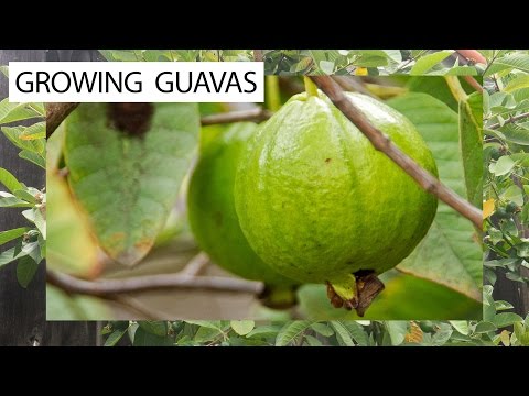 Video: Guavatræoplysninger - dyrkning og pleje af et guavatræ