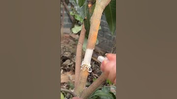 Fruit tree grafting cultivation techniques!  #Agriculture #Cultivation Technology