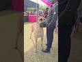 Ghode jitna, Bada gridden dog. #reel #comment #virl #subscribe